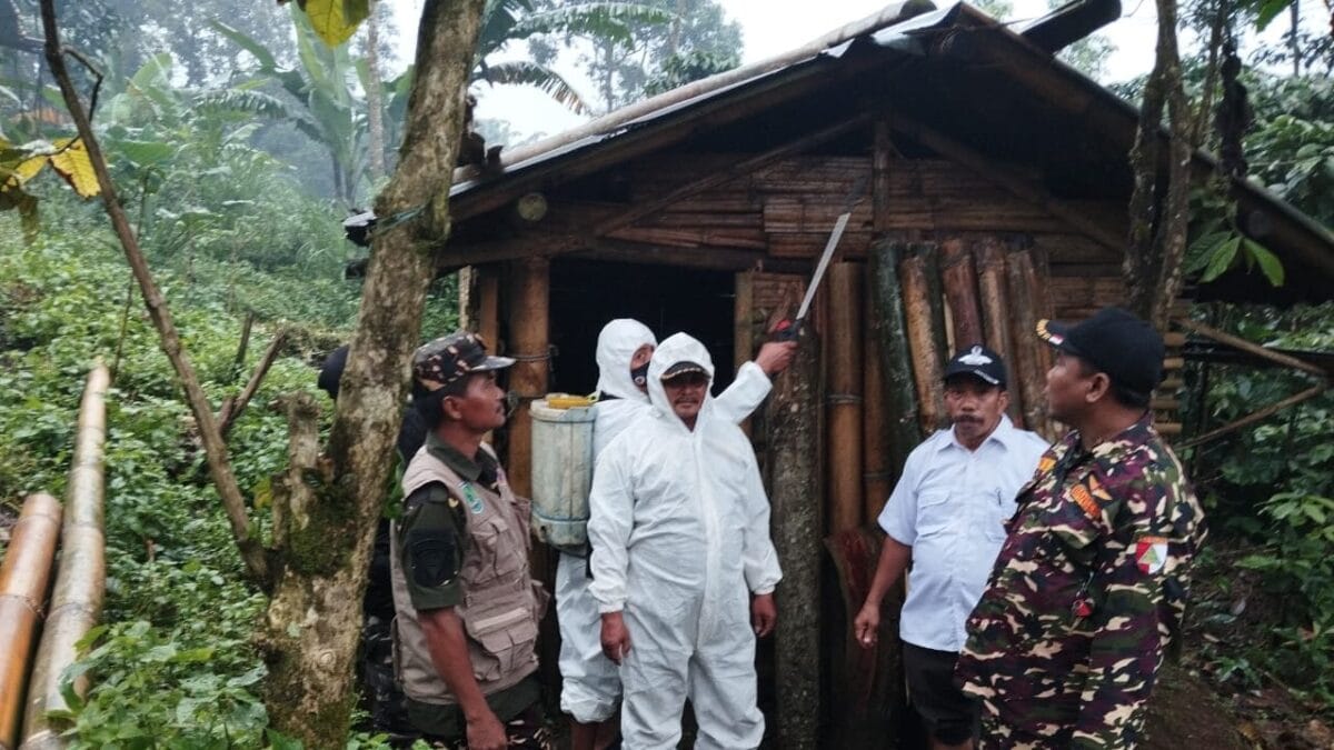 15 Sapi Mati akibat PMK, Banser Lumbang Pasuruan Lakukan Penyemprotan Disinfektan.