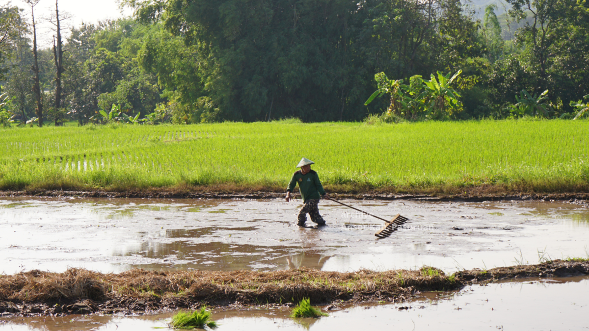 Momentum Hari Lahir Pancasila, Ansor Purwosari Tanam Padi Sehat Wujudkan Satu PAC Satu Lahan